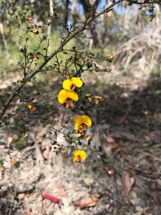 Bossiaea obcordata 3