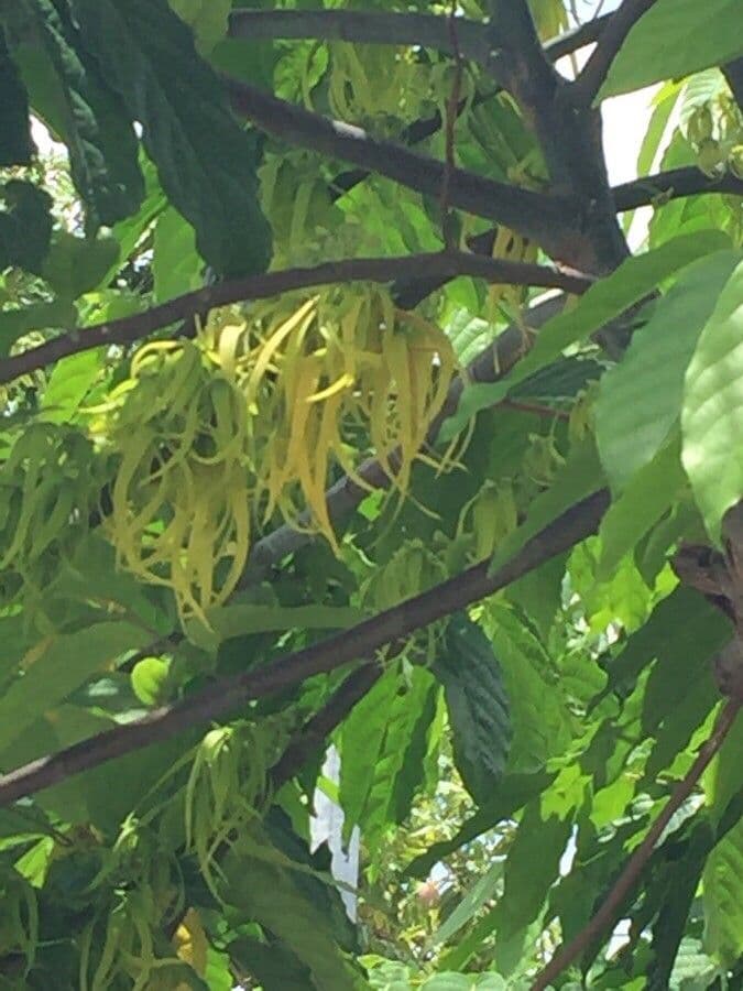 Ylang-ylang 18