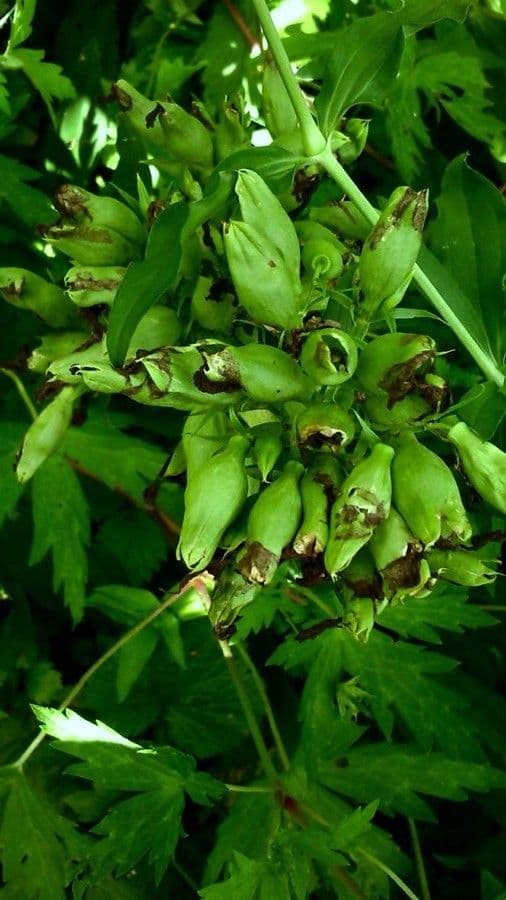 Saponaria comune 5