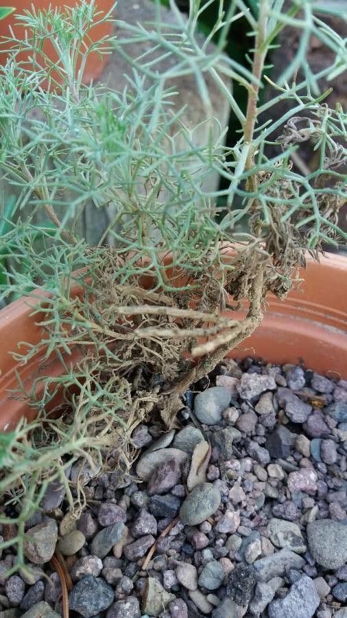 Weiße Artemisia 29