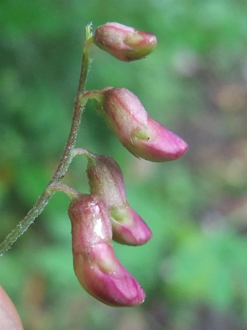 Cicerchia nera 7