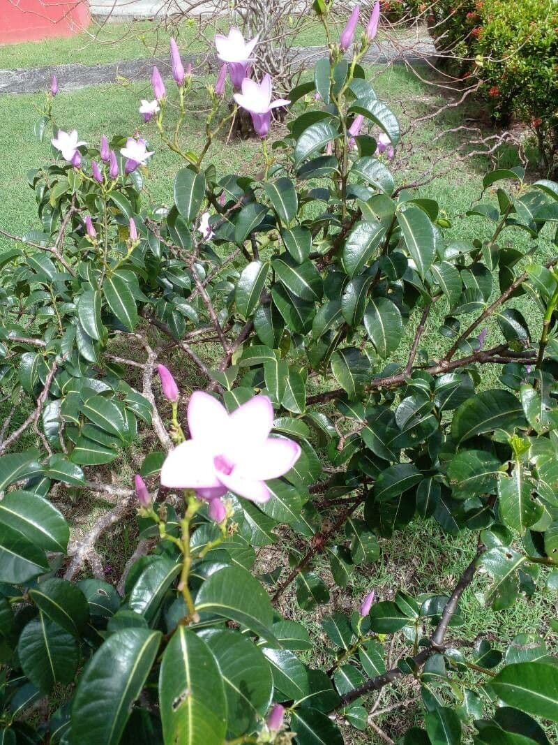 Cryptostegia 8