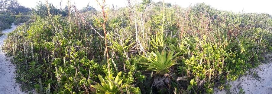 Guzmania 11