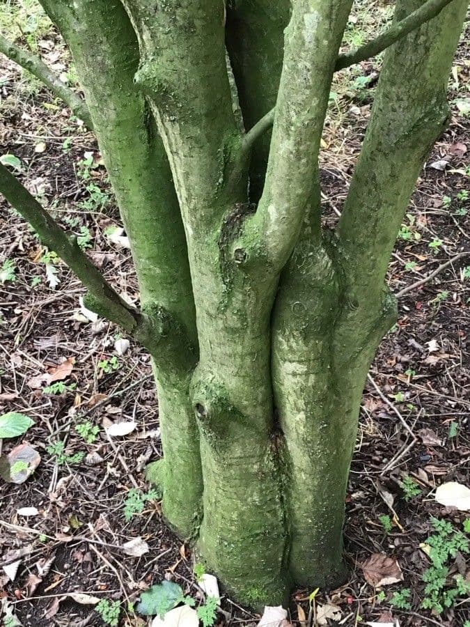 Sorbo pseudofennica 4