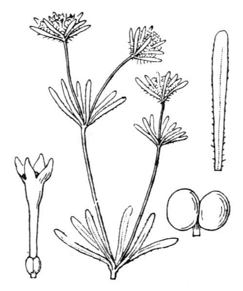 Asperula 23