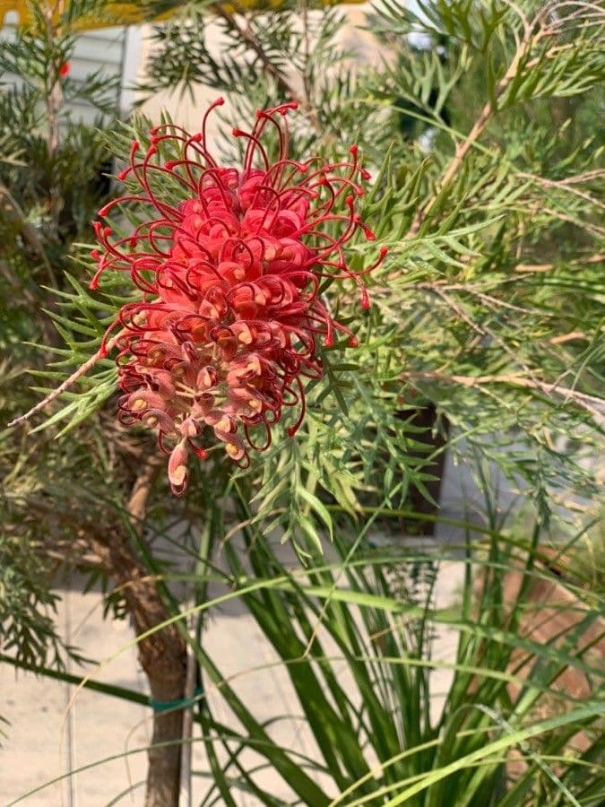 Grevillea 12