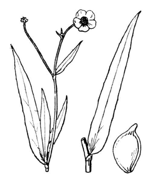 Jaskier wielki 22