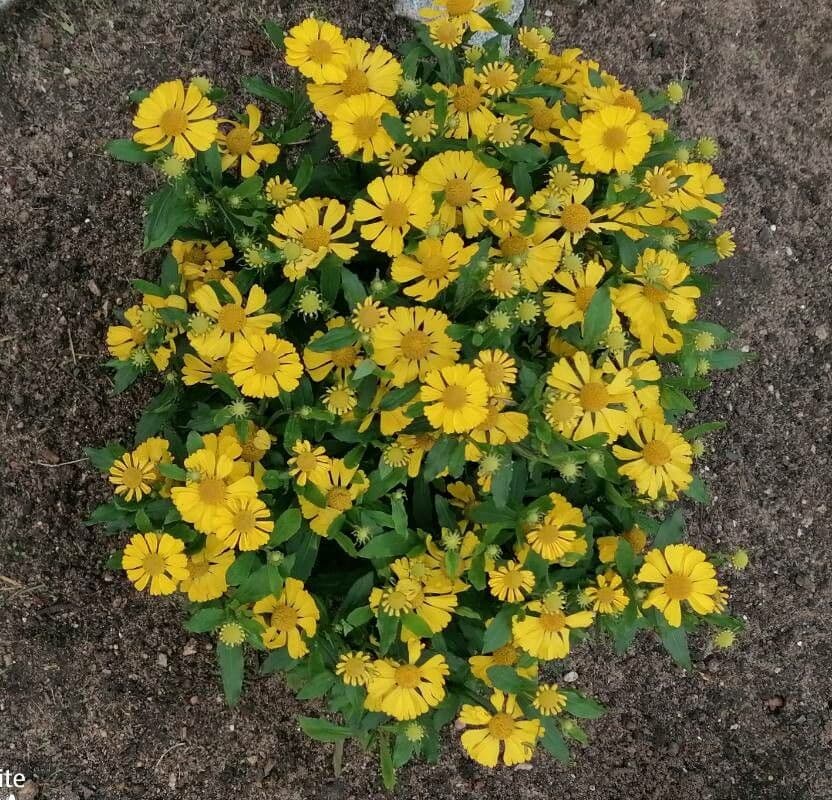 Helenium de otoño 5