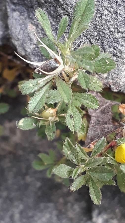 Asnallo 18