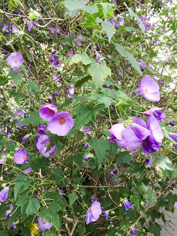 Corynabutilon 2