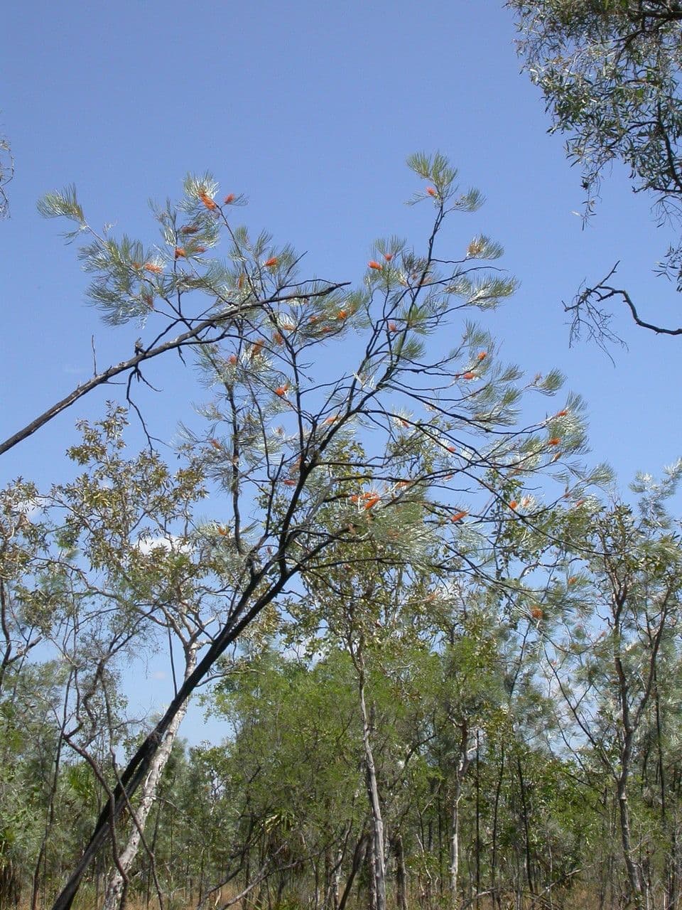 Gold-Grevillea 8
