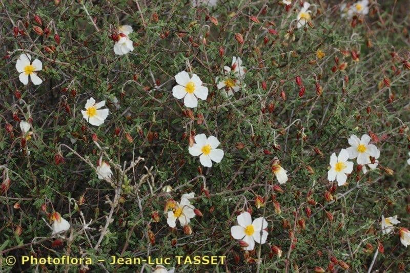 Helianthemum almeriense 7