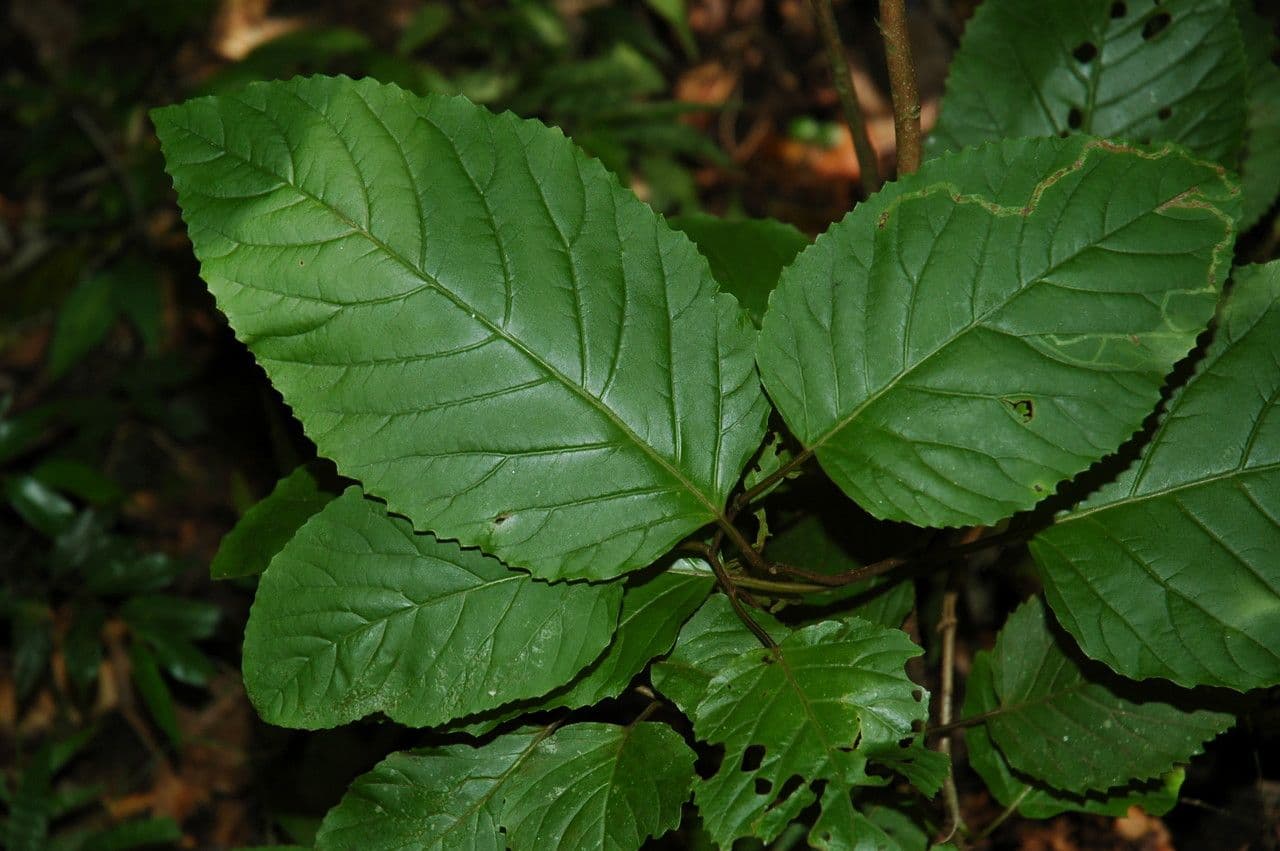 Falsa assegai 2