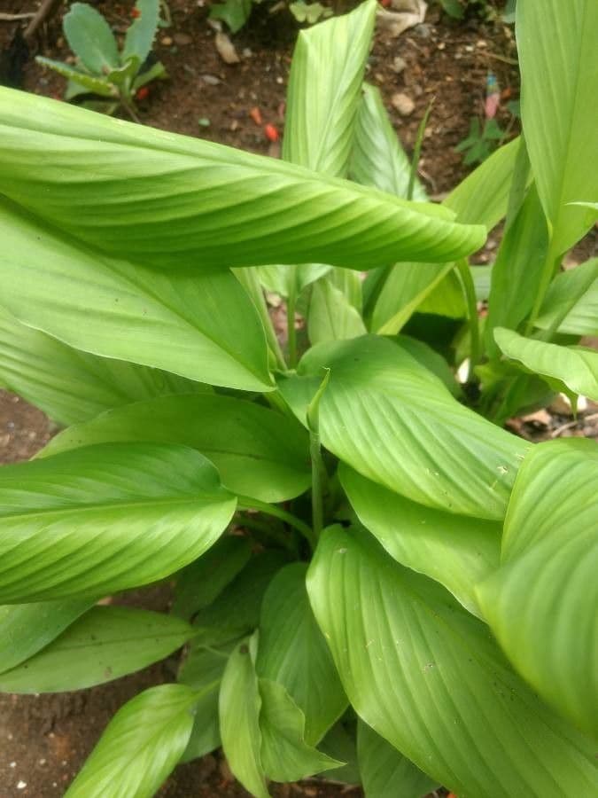 Curcuma