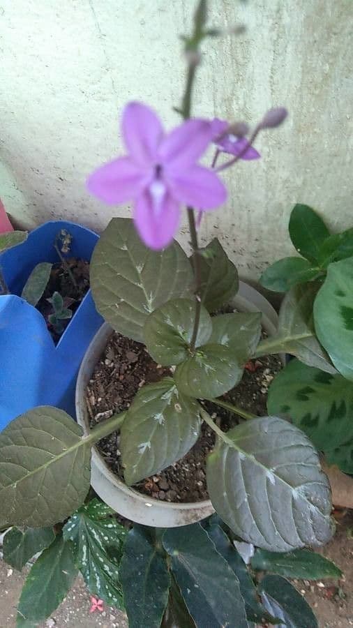 Pseuderanthemum 2