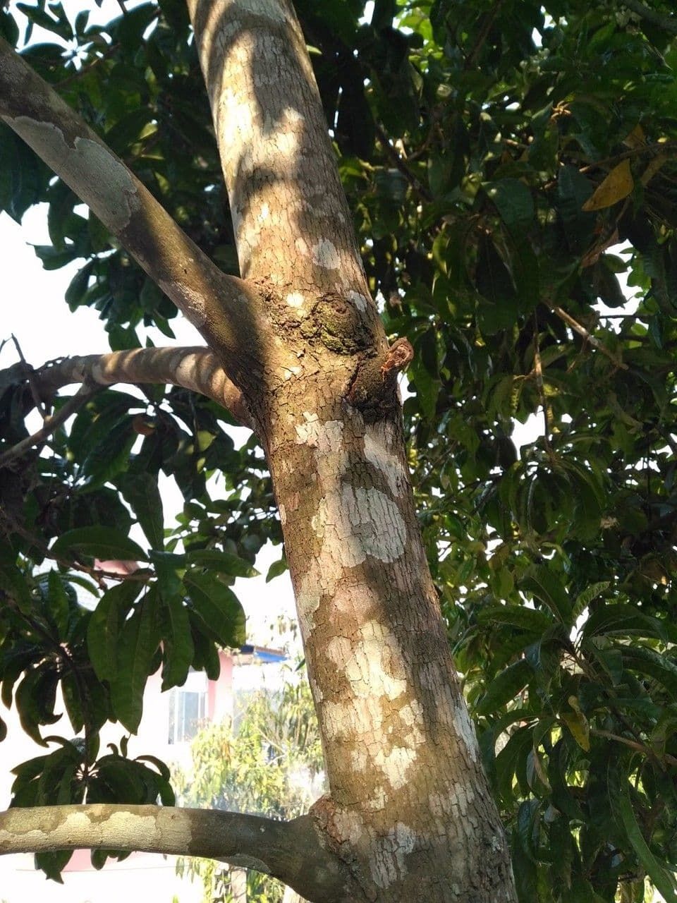 Planchonella 4