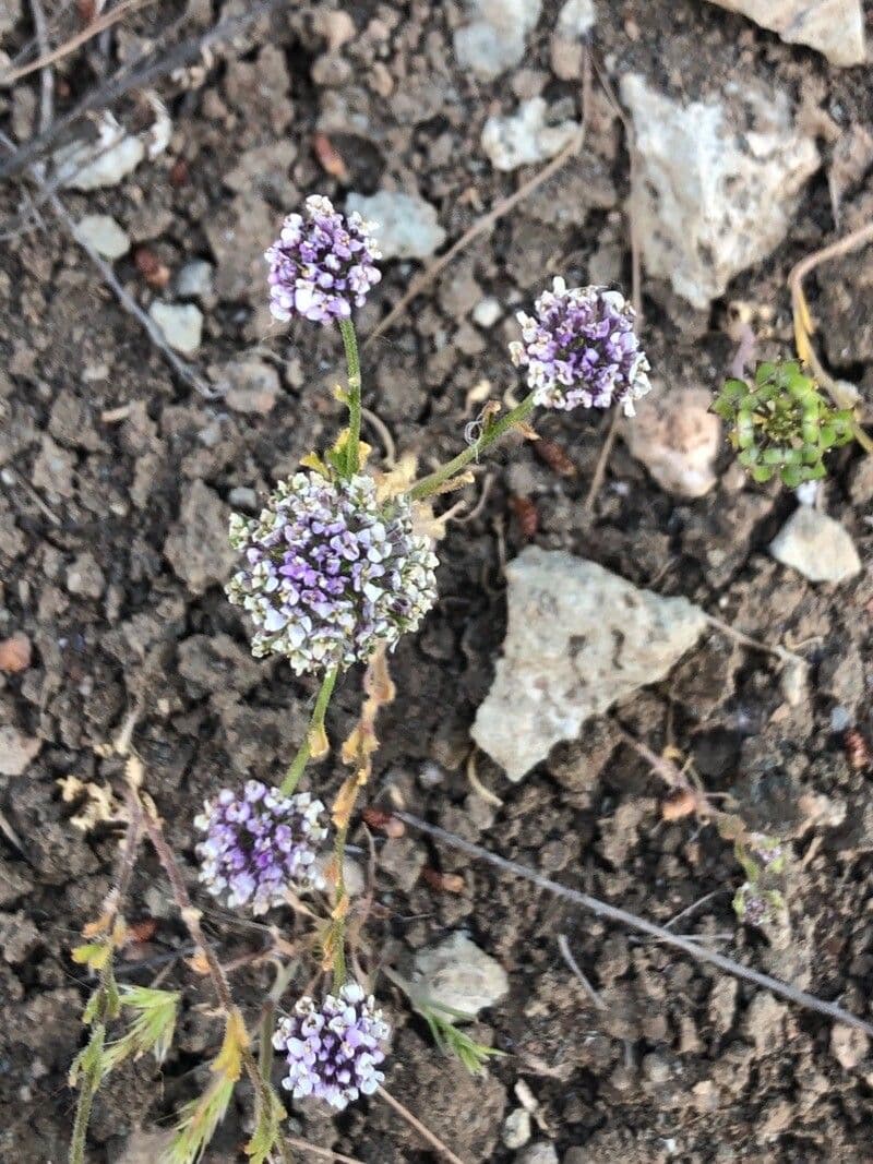 Iberis pectinada