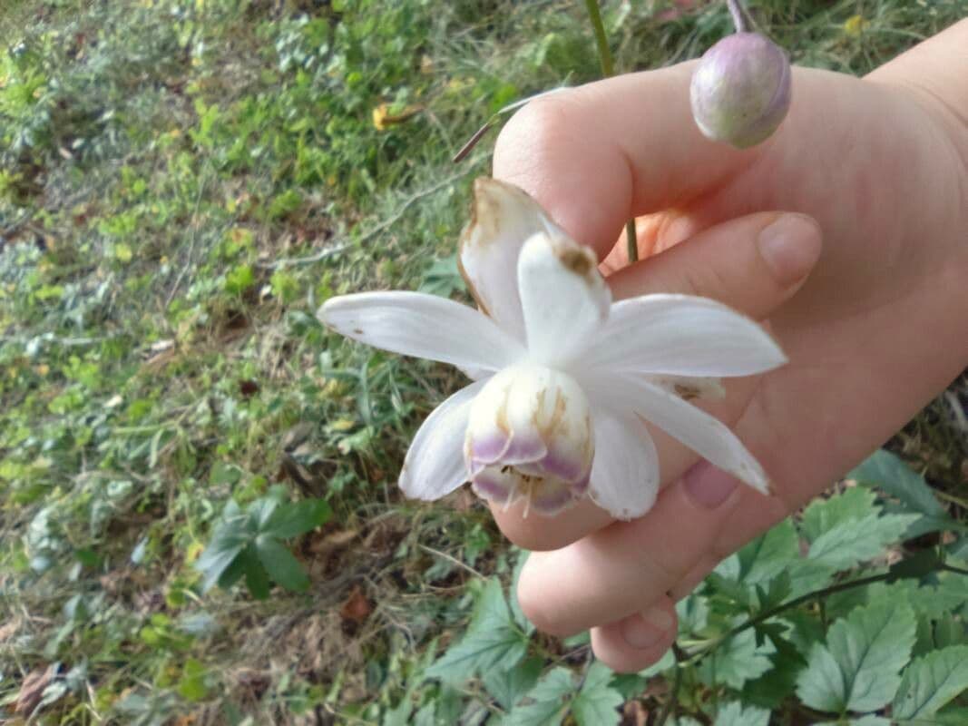 Anemonopsis 3