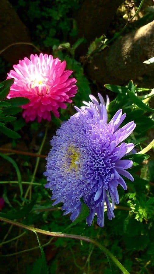 Callistephus chinensis 7