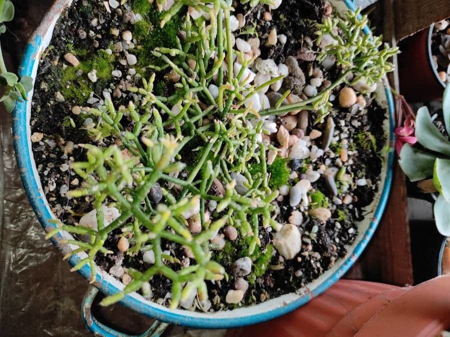 Cactus corail 13