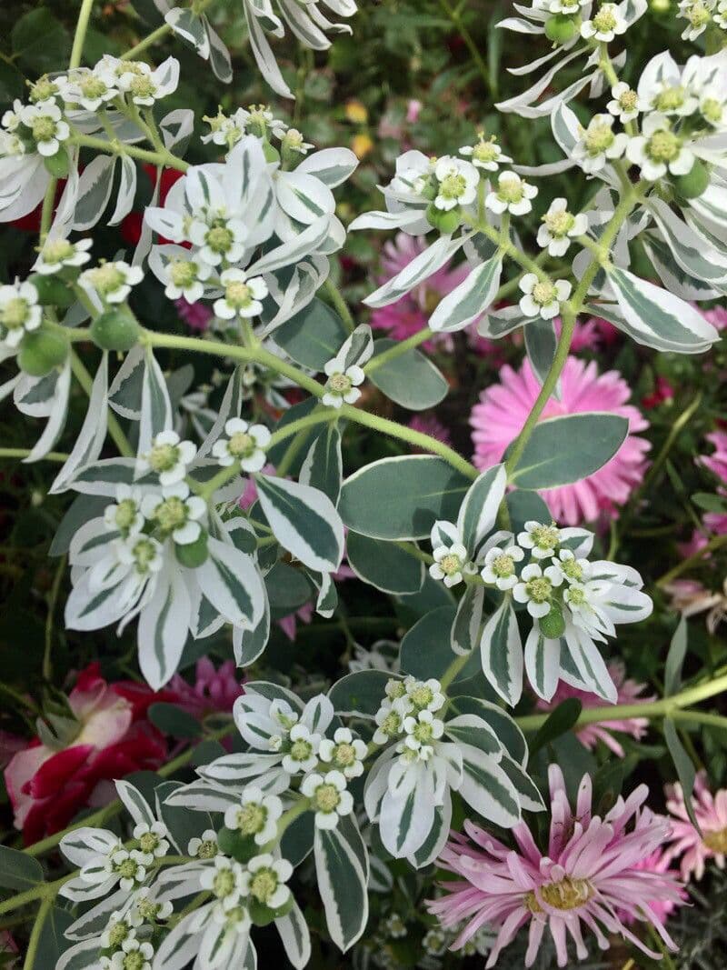 Euforbia marginata 15