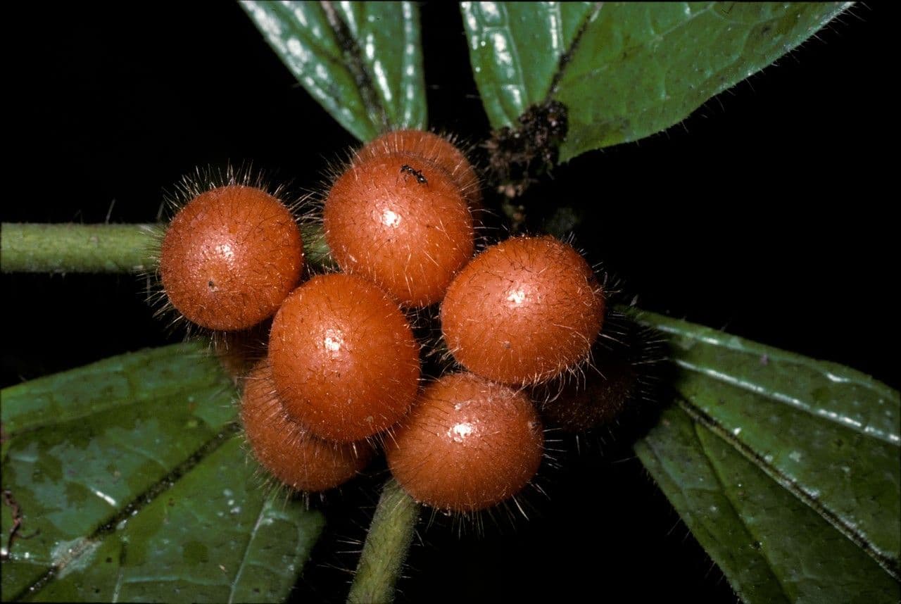 Cordia nodosa 2