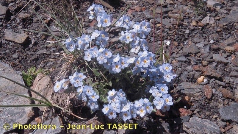 Miosotide di Corsica 10