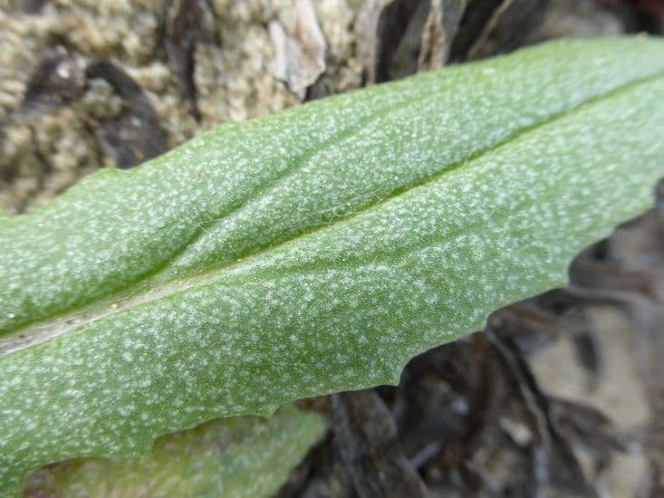 Senecio californiano 12