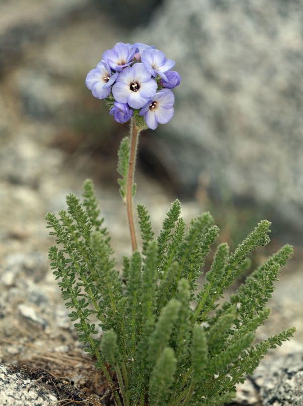 Polemonium 6