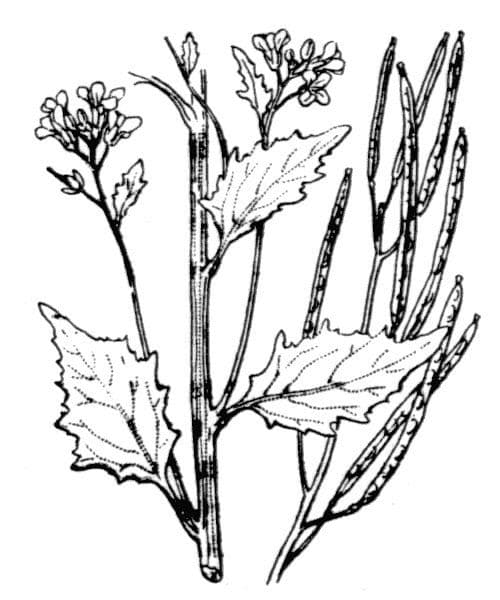 Arabidopsis cebennensis 15