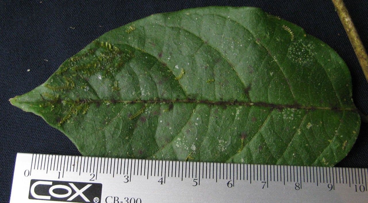 Aegiphila 6
