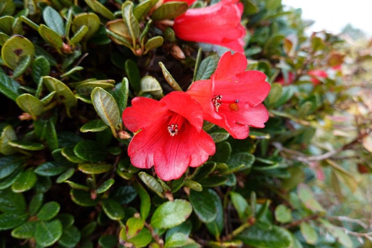 Rododendro 6
