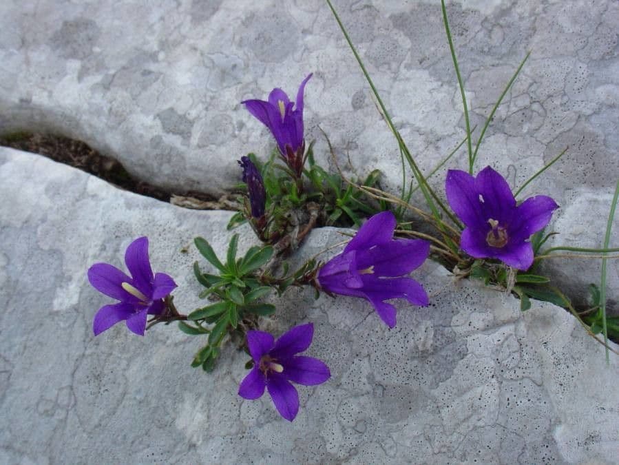 Campanula alpestre 5