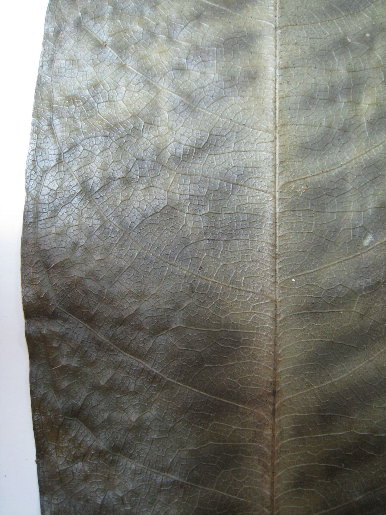 Duguetia 7