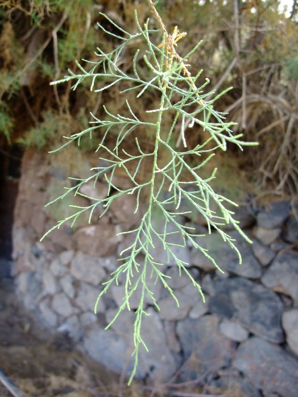 Kanaren-Tamarisk 30