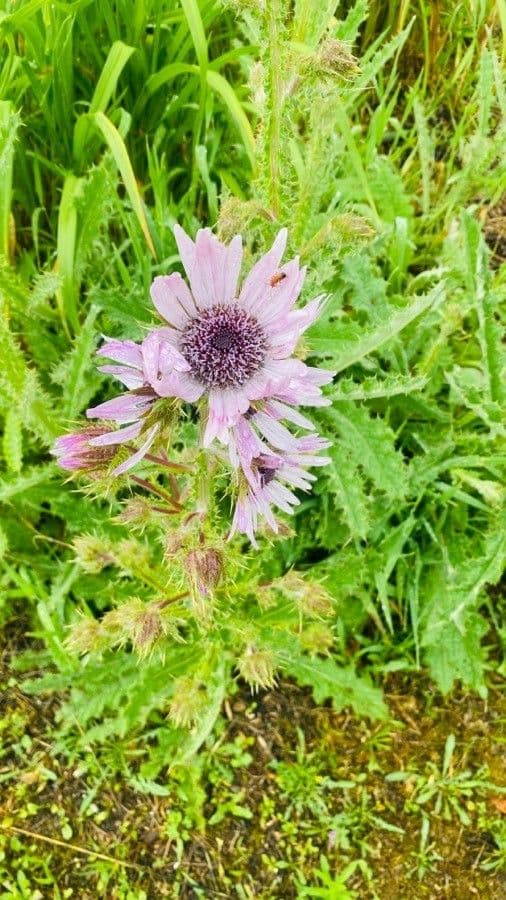 Berkheya purpurea 2