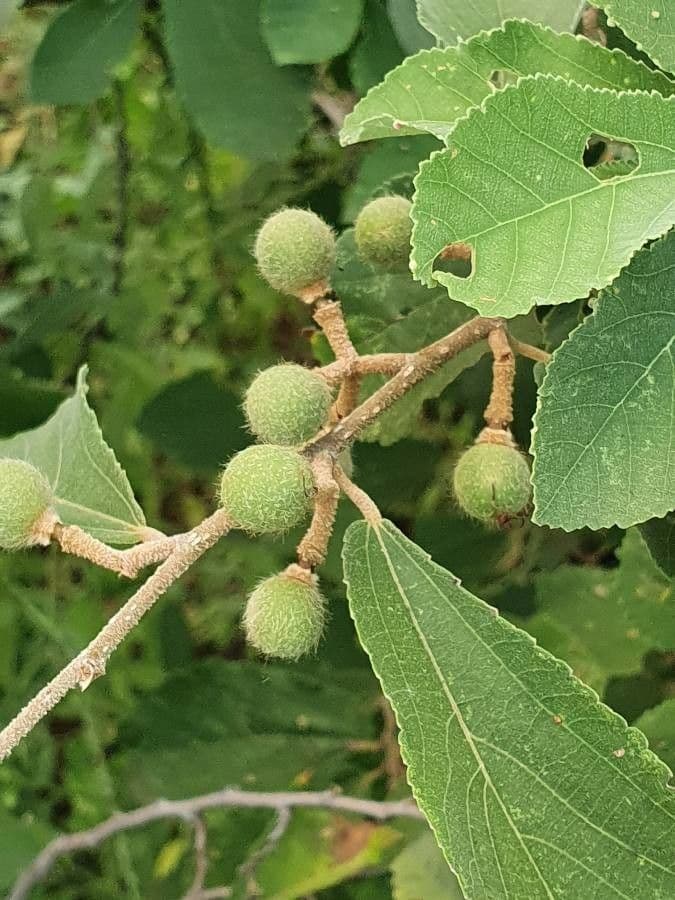 Grewia 3