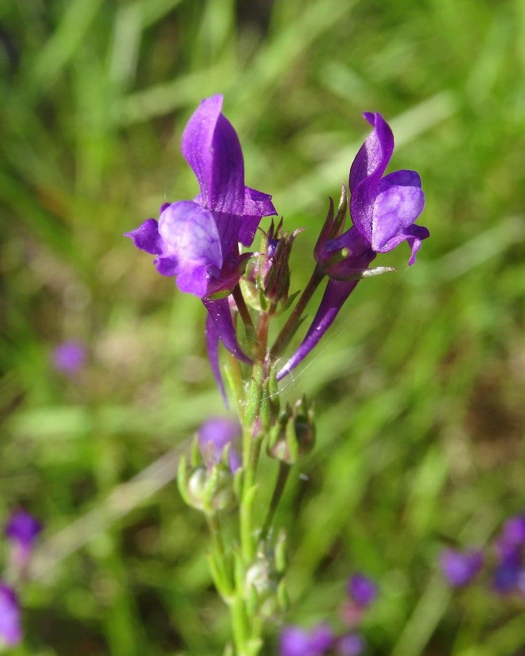 Lenec pelisseriana 6
