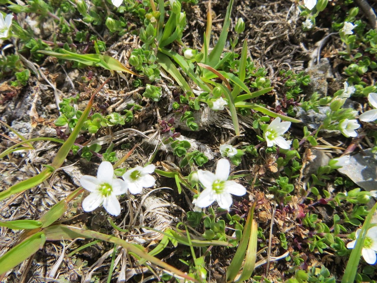 Arenaria ciliata 8