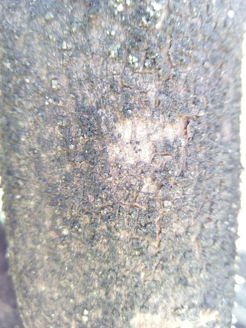 Sideroxylon 9