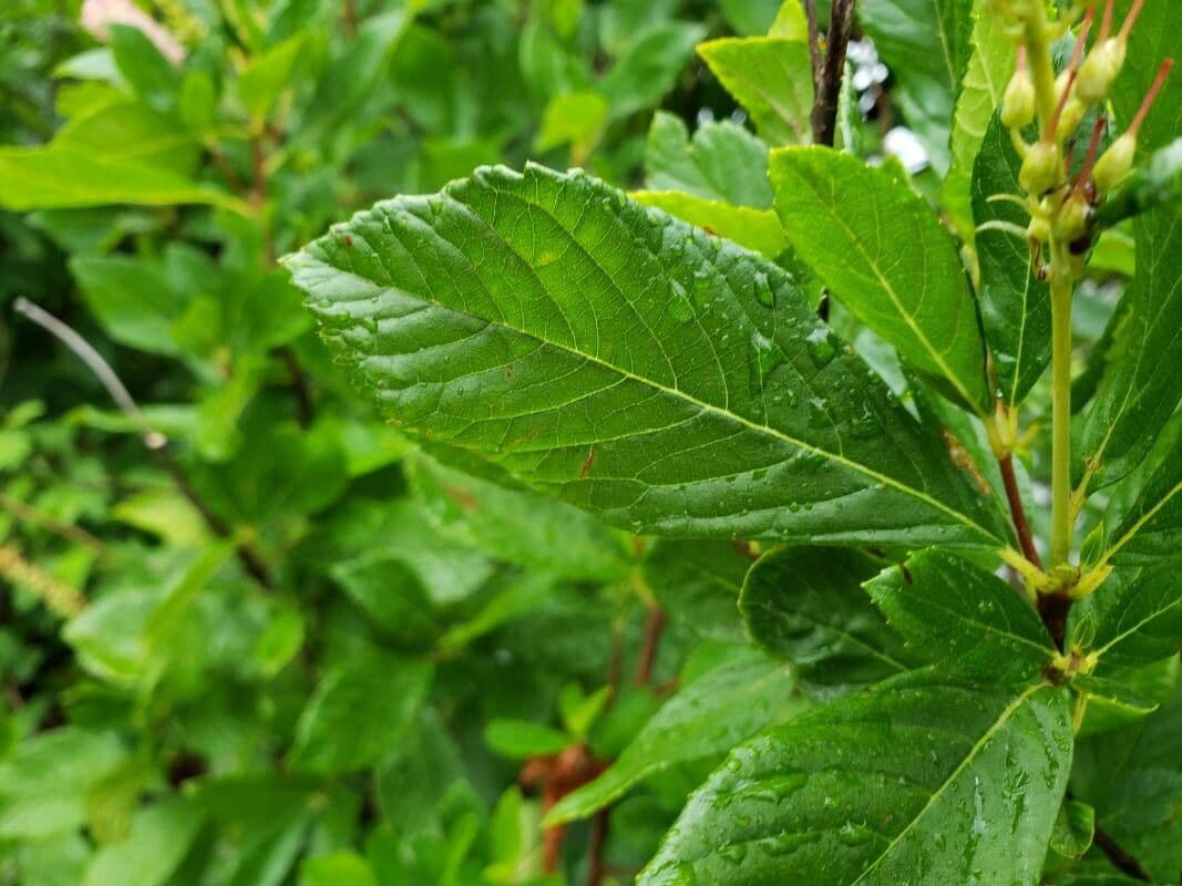 Clethra 18