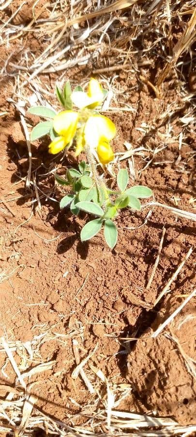 Crotalaria 14