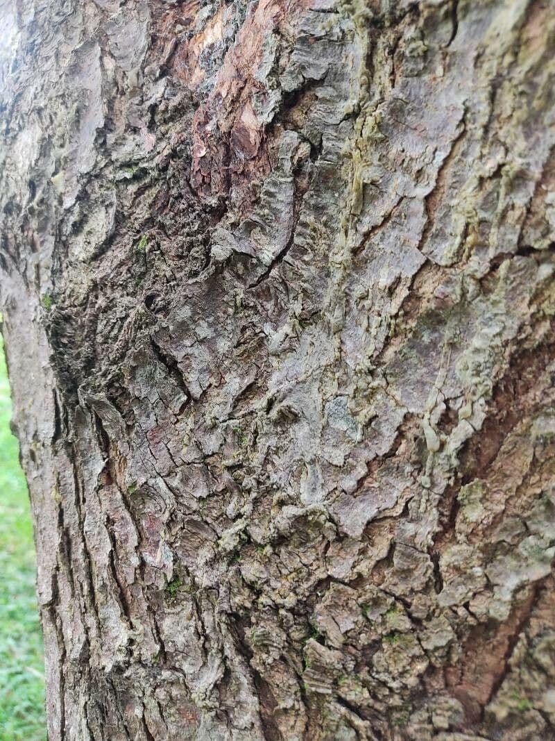 Brazilian peppertree 23