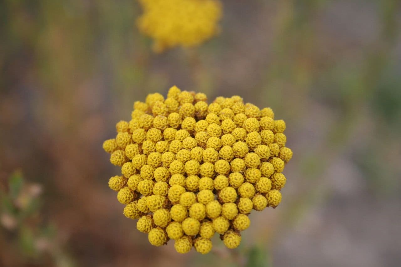 Achillea 16