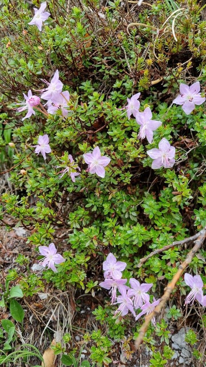 Rhodothamnus 7