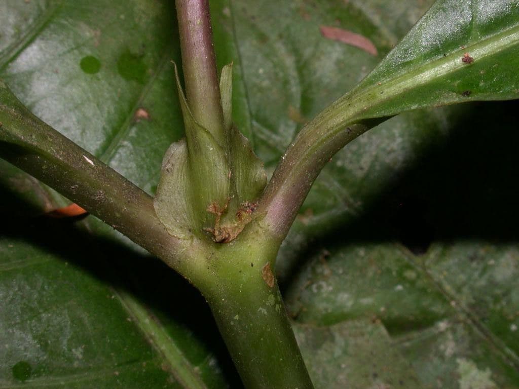 Palicourea 16