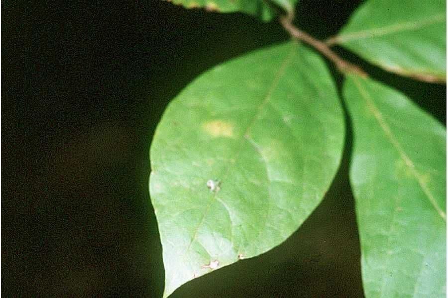 Kleinblütige Papau 12