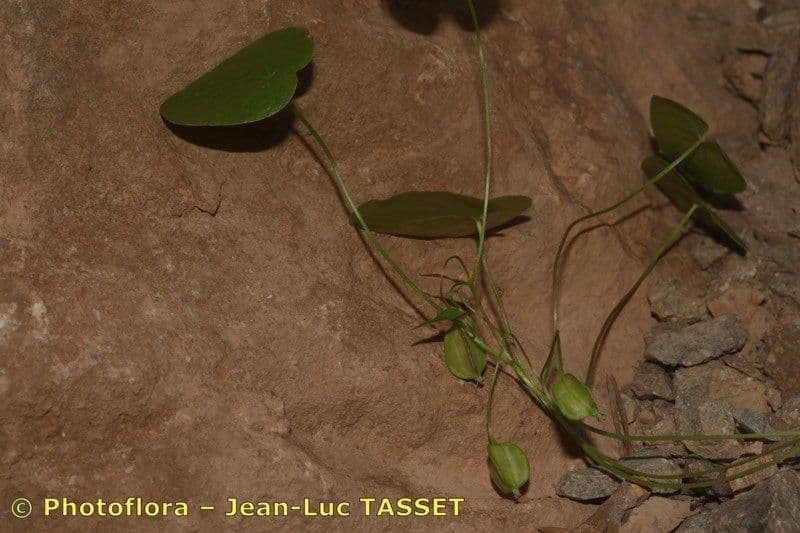 Jam 2