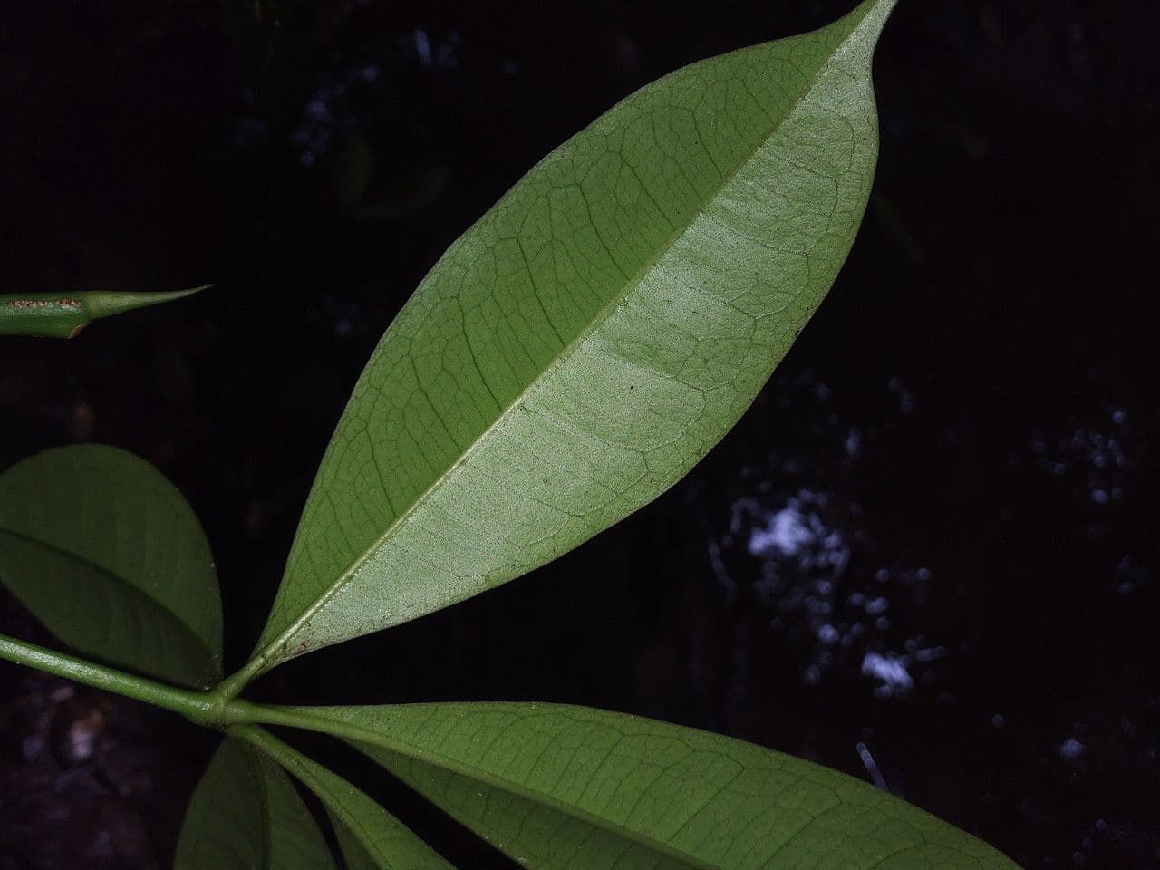 Eriotheca globosa 6