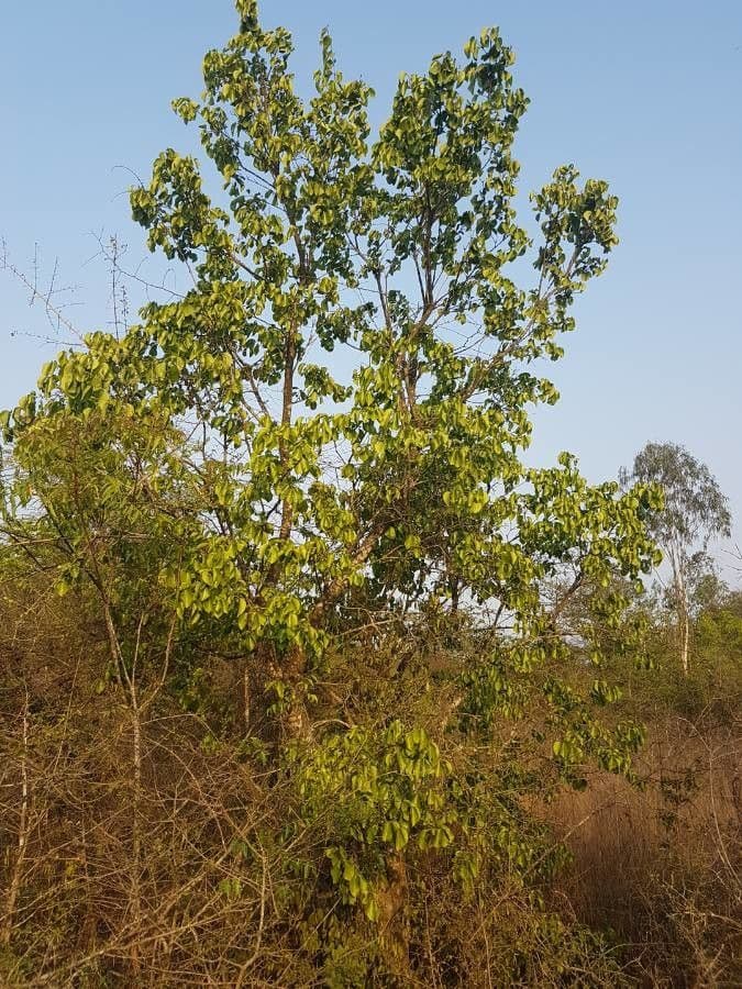 Strychninetree 20